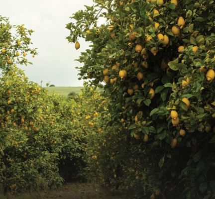 Fruit Trees