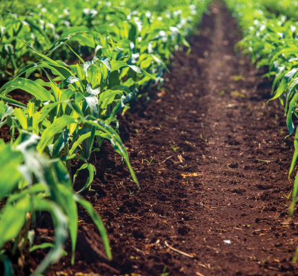 Plantations