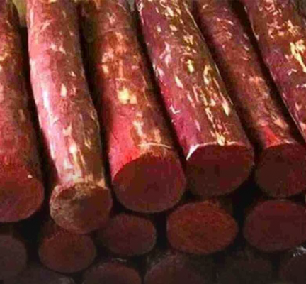 Sandalwood Trees